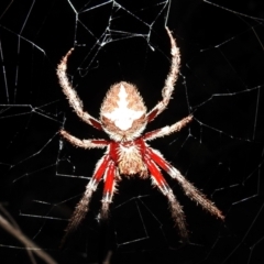 Araneinae (subfamily) (Orb weaver) at Lions Youth Haven - Westwood Farm A.C.T. - 8 Feb 2021 by HelenCross