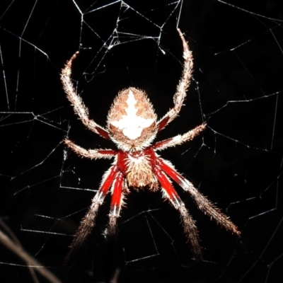 Araneinae (subfamily) (Orb weaver) at Kambah, ACT - 8 Feb 2021 by HelenCross