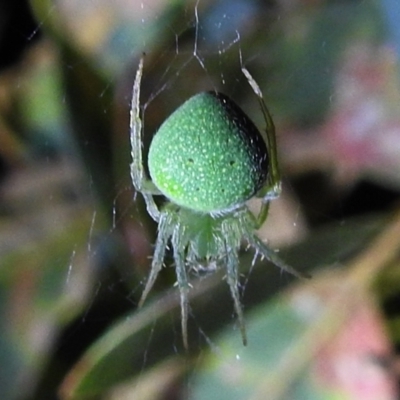 Araneus circulissparsus (species group) (Speckled Orb-weaver) at Lions Youth Haven - Westwood Farm A.C.T. - 8 Feb 2021 by HelenCross