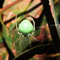 Araneus circulissparsus (species group) at Kambah, ACT - suppressed