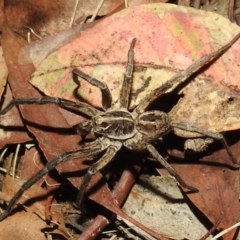 Tasmanicosa sp. (genus) (Unidentified Tasmanicosa wolf spider) at Lions Youth Haven - Westwood Farm A.C.T. - 8 Feb 2021 by HelenCross