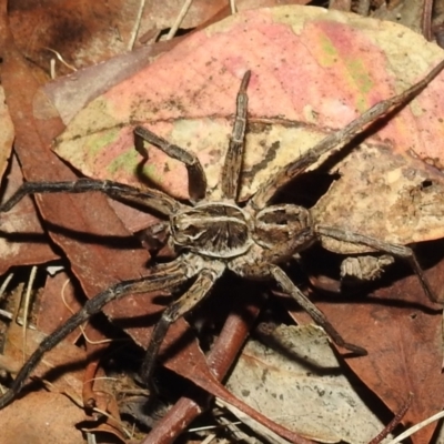 Tasmanicosa sp. (genus) (Unidentified Tasmanicosa wolf spider) at Kambah, ACT - 8 Feb 2021 by HelenCross