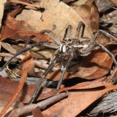 Tasmanicosa sp. (genus) at Kambah, ACT - suppressed