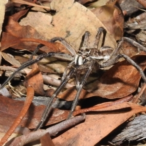 Tasmanicosa sp. (genus) at Kambah, ACT - 8 Feb 2021