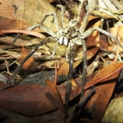 Tasmanicosa sp. (genus) at Kambah, ACT - 8 Feb 2021