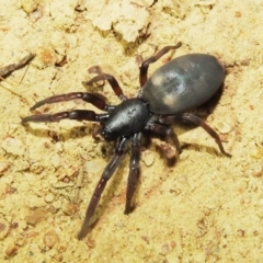 Lampona sp. (genus) (White-tailed spider) at Lions Youth Haven - Westwood Farm A.C.T. - 8 Feb 2021 by HelenCross