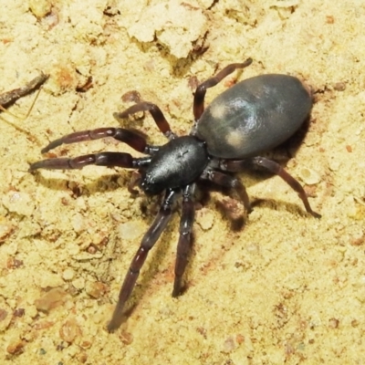 Lampona sp. (genus) (White-tailed spider) at Lions Youth Haven - Westwood Farm - 8 Feb 2021 by HelenCross