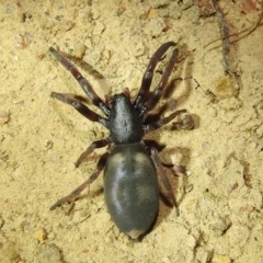 Lampona sp. (genus) at Kambah, ACT - 8 Feb 2021