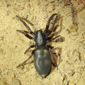 Lampona sp. (genus) at Kambah, ACT - 8 Feb 2021