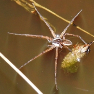 Pisauridae (family) at Kambah, ACT - 8 Feb 2021