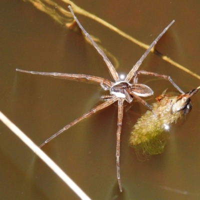 Pisauridae (family) (Water spider) at Kambah, ACT - 8 Feb 2021 by HelenCross