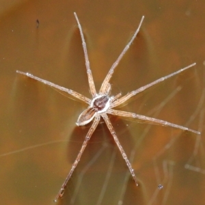 Pisauridae (family) at Kambah, ACT - suppressed