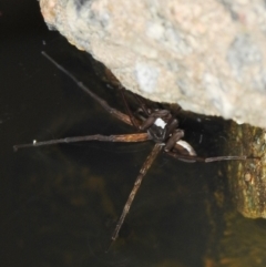 Pisauridae (family) at Kambah, ACT - 8 Feb 2021