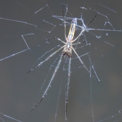 Tetragnatha sp. (genus) (Long-jawed spider) at Kambah, ACT - 8 Feb 2021 by HelenCross