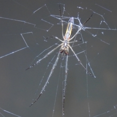 Tetragnatha sp. (genus) (Long-jawed spider) at Lions Youth Haven - Westwood Farm A.C.T. - 8 Feb 2021 by HelenCross