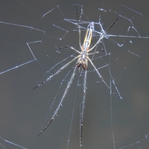 Tetragnatha sp. (genus) at Kambah, ACT - suppressed