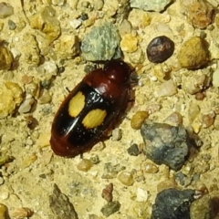 Sphallomorpha ruficollis (A ground beetle) at Lions Youth Haven - Westwood Farm A.C.T. - 8 Feb 2021 by HelenCross