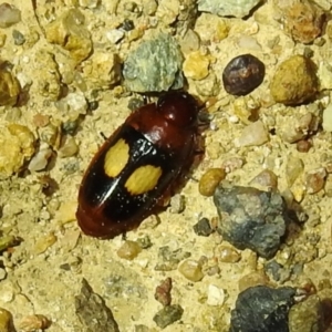 Sphallomorpha ruficollis at Kambah, ACT - 8 Feb 2021