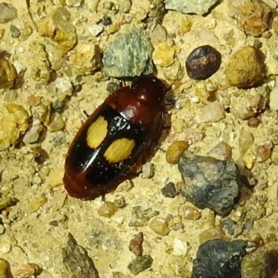 Sphallomorpha ruficollis (A ground beetle) at Kambah, ACT - 8 Feb 2021 by HelenCross
