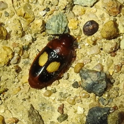 Sphallomorpha ruficollis (A ground beetle) at Lions Youth Haven - Westwood Farm A.C.T. - 8 Feb 2021 by HelenCross