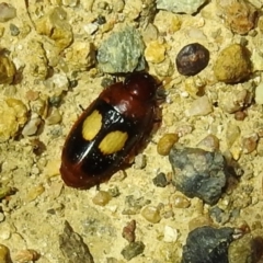 Sphallomorpha ruficollis (A ground beetle) at Kambah, ACT - 8 Feb 2021 by HelenCross