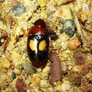 Sphallomorpha ruficollis at Kambah, ACT - suppressed