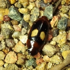 Sphallomorpha ruficollis at Kambah, ACT - suppressed