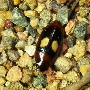 Sphallomorpha ruficollis at Kambah, ACT - suppressed