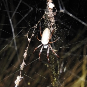 Trichonephila edulis at Kambah, ACT - 8 Feb 2021