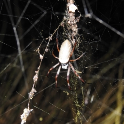 Trichonephila edulis (Golden orb weaver) at Kambah, ACT - 8 Feb 2021 by HelenCross