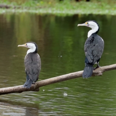 Phalacrocorax varius (Pied Cormorant) at Kingston, ACT - 19 Feb 2021 by RodDeb