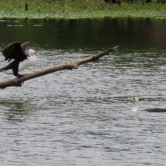 Phalacrocorax varius at Kingston, ACT - 19 Feb 2021 12:04 PM