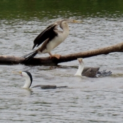 Phalacrocorax varius at Kingston, ACT - 19 Feb 2021 12:04 PM