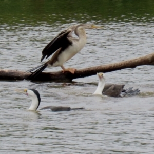 Phalacrocorax varius at Kingston, ACT - 19 Feb 2021