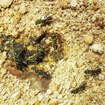 Rhytidoponera metallica (Greenhead ant) at Lions Youth Haven - Westwood Farm A.C.T. - 8 Feb 2021 by HelenCross