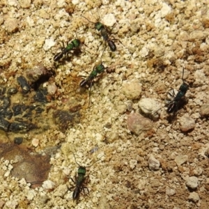 Rhytidoponera metallica at Kambah, ACT - 8 Feb 2021
