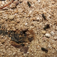 Rhytidoponera metallica at Kambah, ACT - 8 Feb 2021