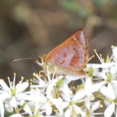 Dispar compacta (Barred Skipper) at Northangera, NSW - 15 Feb 2021 by Harrisi