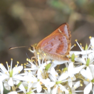 Dispar compacta (Barred Skipper) at QPRC LGA - 15 Feb 2021 by Harrisi