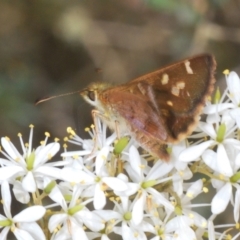 Dispar compacta at Northangera, NSW - 15 Feb 2021