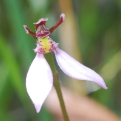 Eriochilus cucullatus (Parson's Bands) at Mongarlowe River - 15 Feb 2021 by Harrisi