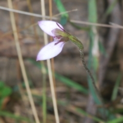 Eriochilus cucullatus at Northangera, NSW - 15 Feb 2021