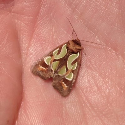 Cosmodes elegans (Green Blotched Moth) at Chifley, ACT - 19 Feb 2021 by Gina