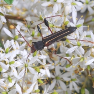 Amphirhoe sloanei at Budawang, NSW - 15 Feb 2021 02:41 PM