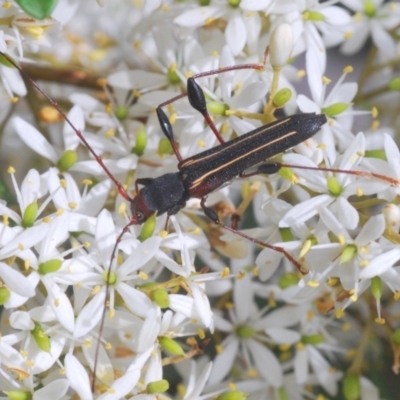 Amphirhoe sloanei (Longicorn or Longhorn beetle) at QPRC LGA - 15 Feb 2021 by Harrisi