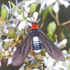 Hestiochora furcata (A zygaenid moth) at QPRC LGA - 15 Feb 2021 by Harrisi