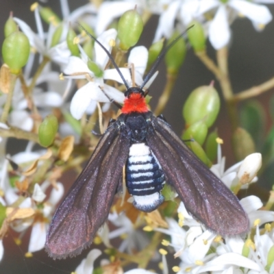 Hestiochora furcata (A zygaenid moth) at QPRC LGA - 15 Feb 2021 by Harrisi