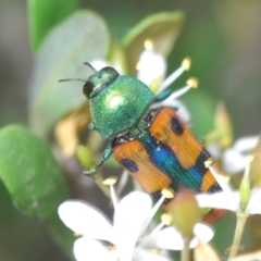 Castiarina scalaris (Scalaris jewel beetle) at Mongarlowe River - 15 Feb 2021 by Harrisi