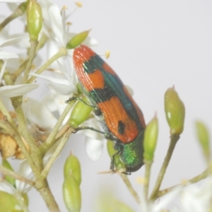 Castiarina scalaris at Mongarlowe, NSW - 15 Feb 2021 03:11 PM