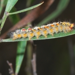 Acyphas semiochrea (Omnivorous Tussock Moth) at QPRC LGA - 15 Feb 2021 by Harrisi